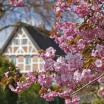 Altes Land