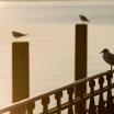 Konstanz, Möwen im Morgensonnenschein