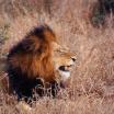 Südafrika Löwe im Thanda Private Game Reserve