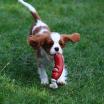 Cavalier King Charles Spaniel beim Spiel