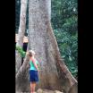Urwaldriese im Tropischen Regenwald