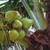 Kokosnüsse am Baum